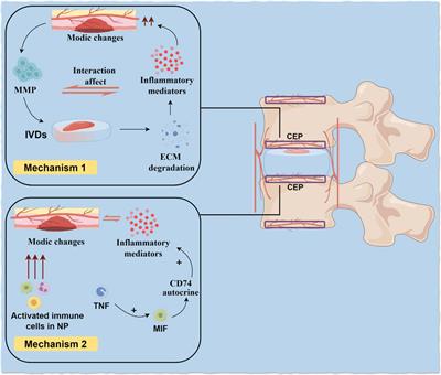 From structure to therapy: the critical influence of cartilaginous endplates and microvascular network on intervertebral disc degeneration